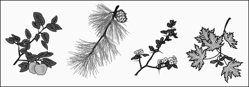 illustration of 4 types tree branches
