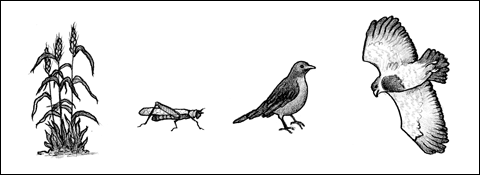 illustration of grain, grasshopper, songbird, hawk